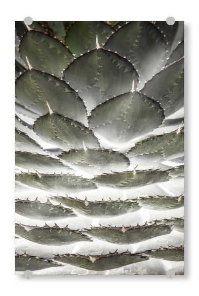 Acrylglasbild "Agave Layers" artboxONE - Natur,Floral,Abstrakt,Geometrie