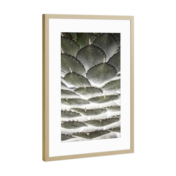 Poster mit Rahmen Gold "Agave Layers" artboxONE - Natur,Floral,Abstrakt,Geometrie