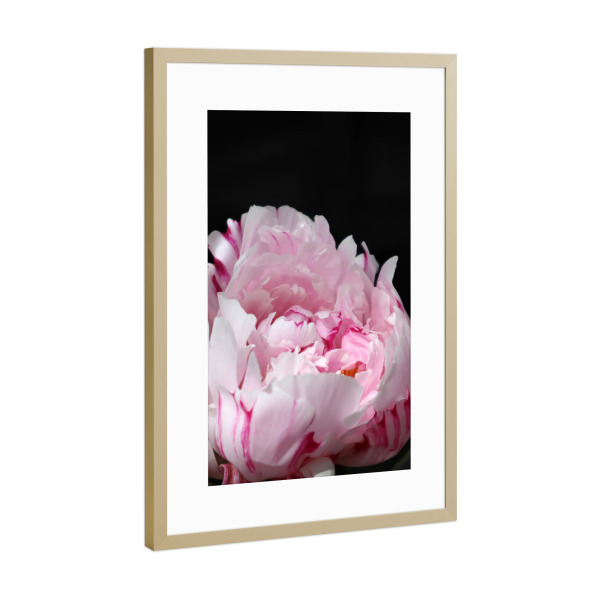 Poster mit Rahmen Gold "Pink peony with stripes" artboxONE - Floral - Pink,Peony,Feminine,Black,Botanical,Natur,Nature,Floral,Flower,Blume
