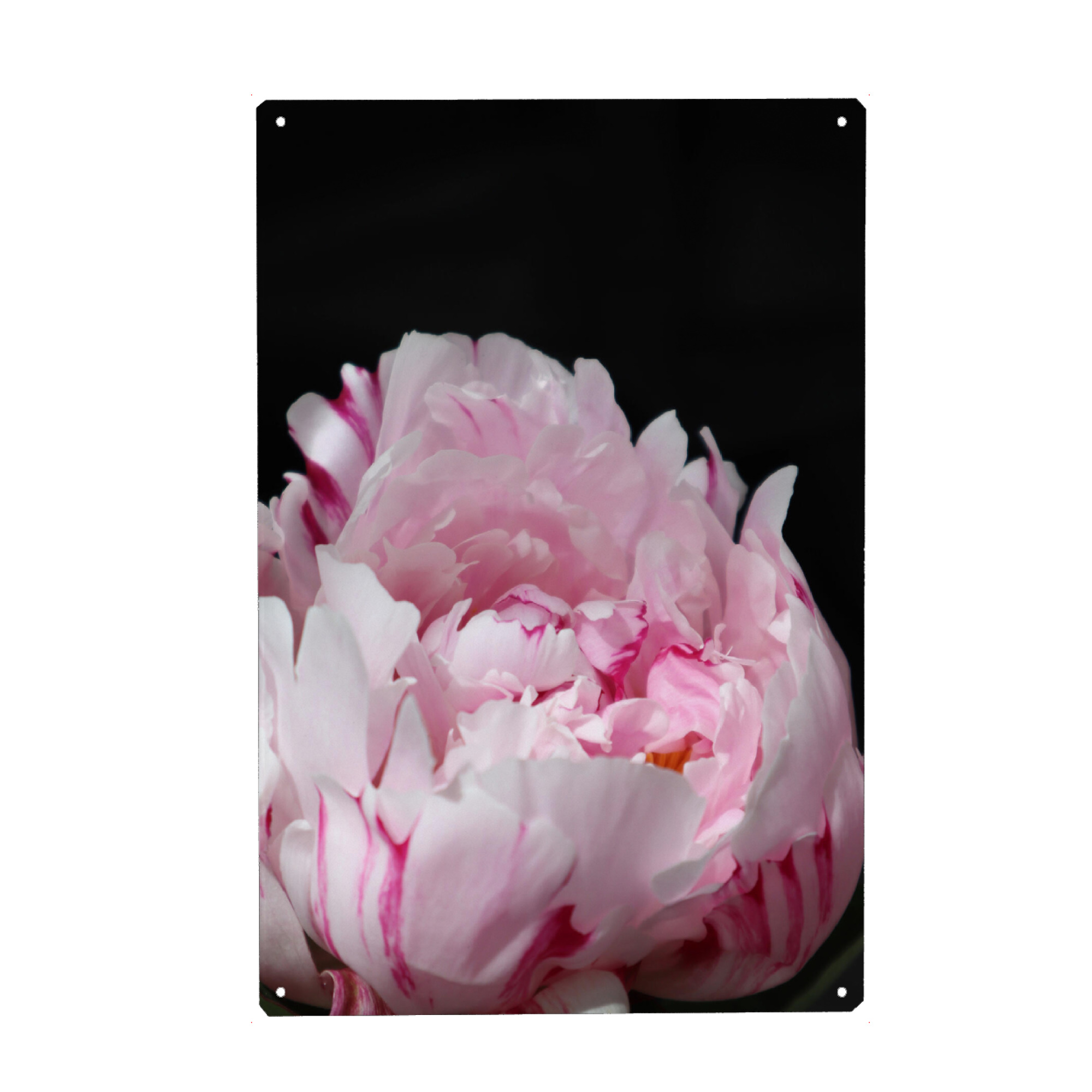 Metall Poster "Pink peony with stripes" artboxONE - Floral - Pink,Peony,Feminine,Black,Botanical,Natur,Nature,Floral,Flower,Blume - Blechschild