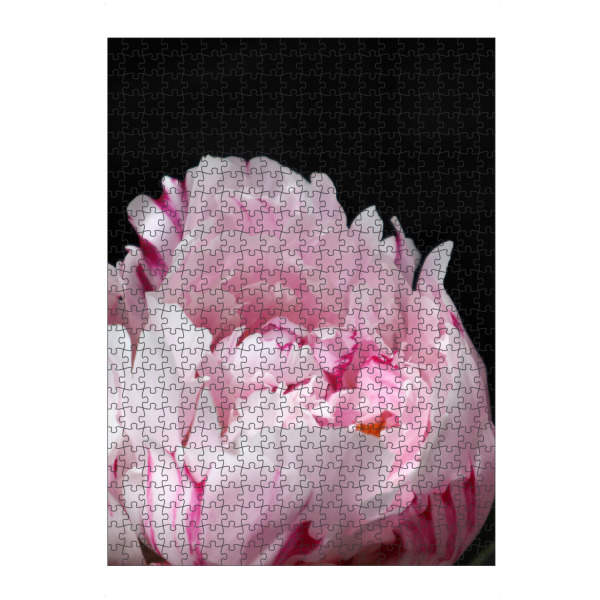 Puzzle Ravensburger "Pink peony with stripes" artboxONE - Floral - Pink,Peony,Feminine,Black,Botanical,Natur,Nature,Floral,Flower,Blume - Bild pink