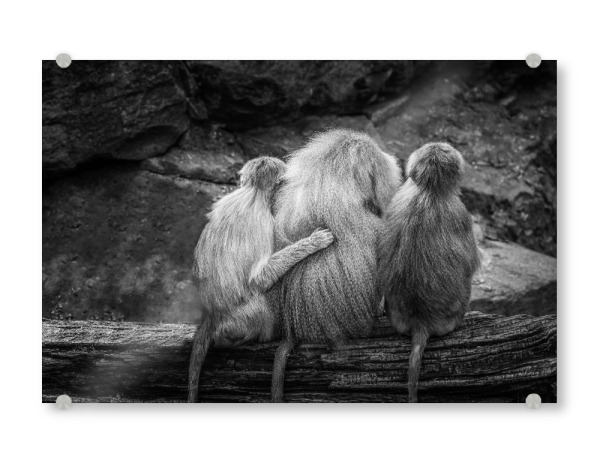 Acrylglasbild "Tierische Freunde" artboxONE - Natur,Tiere