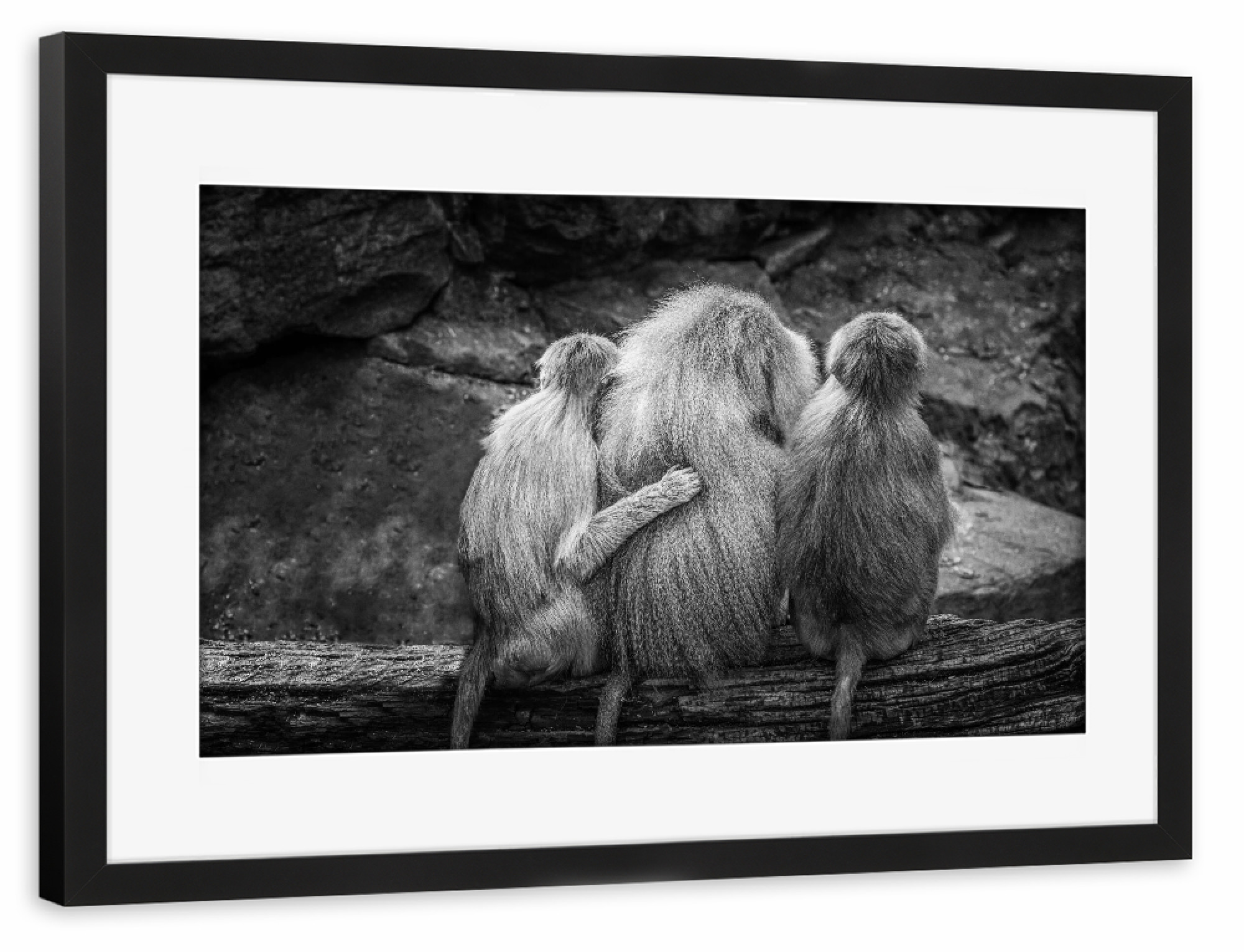 Poster mit Rahmen schwarz "Tierische Freunde" artboxONE - Natur,Tiere