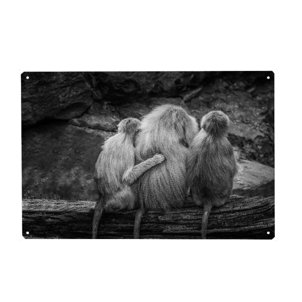 Metall Poster "Tierische Freunde" artboxONE - Natur,Tiere