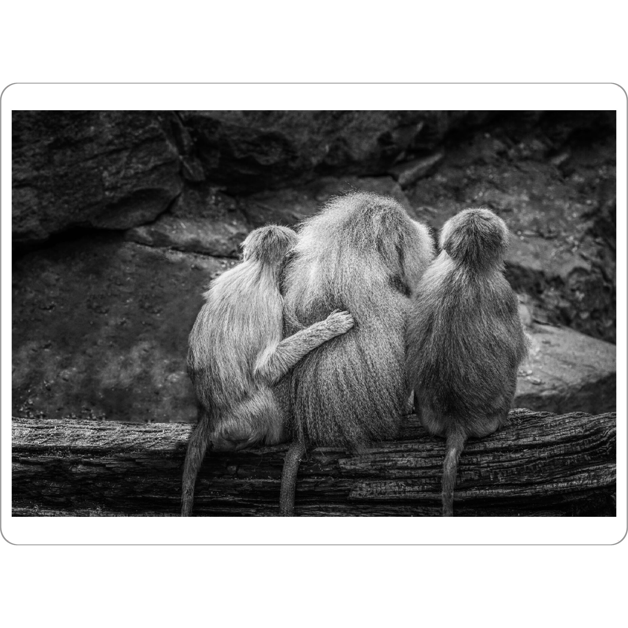 Tischset "Tierische Freunde" artboxONE - Natur,Tiere