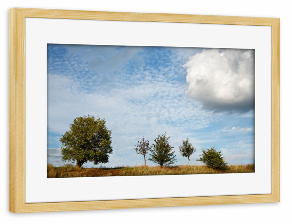 Poster mit Rahmen kiefer "Fünf Bäume" artboxONE - Natur,Reise