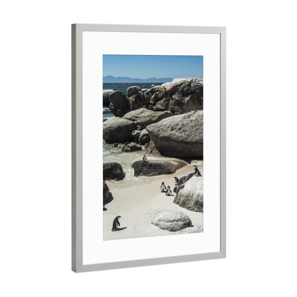 Poster mit Rahmen Silber "Boulders Beach" artboxONE - Natur,Tiere