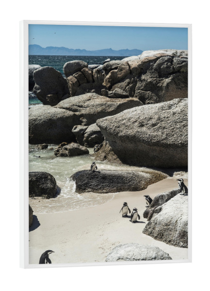 Poster mit weißem Rahmen "Boulders Beach" artboxONE - Natur,Tiere