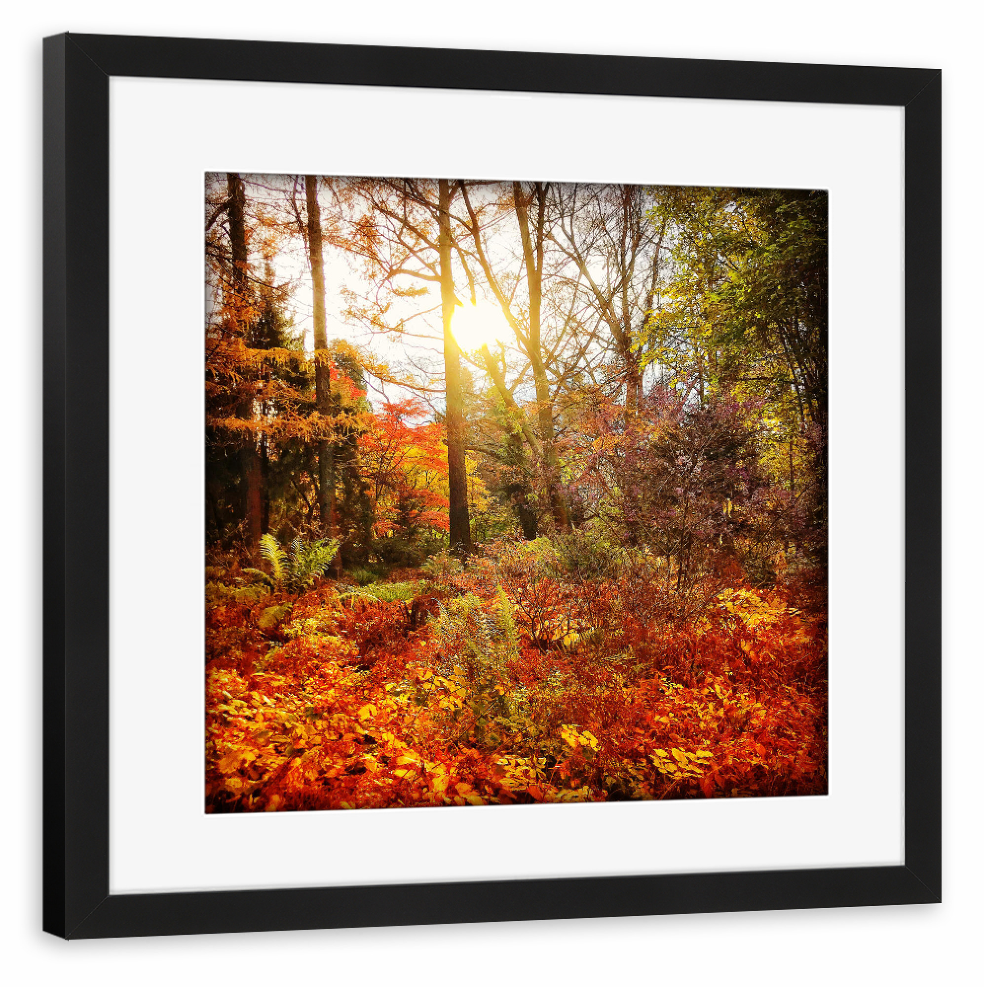 Poster mit Rahmen schwarz "Sunday Walk" artboxONE - Natur - Herbst,Autumn,Natur,Wald,Forest,Nature,Landschaft,Landscape,Sonne,Licht,Sun,Light