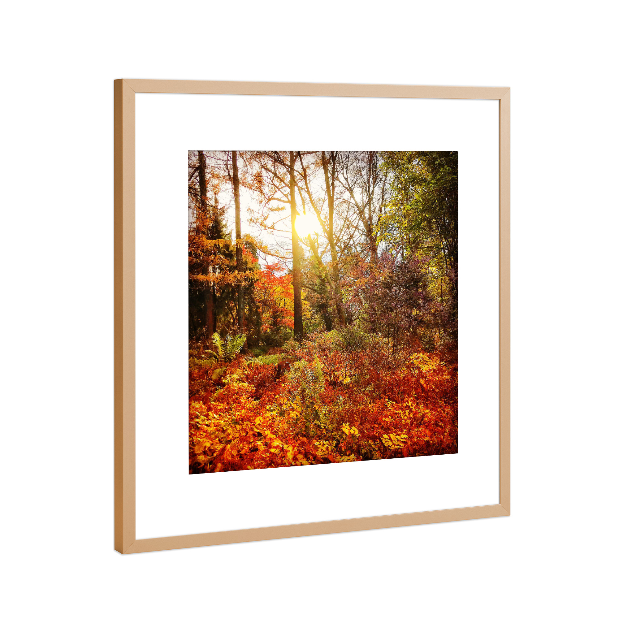 Poster mit Rahmen Kupfer "Sunday Walk" artboxONE - Natur - Herbst,Autumn,Natur,Wald,Forest,Nature,Landschaft,Landscape,Sonne,Licht,Sun,Light