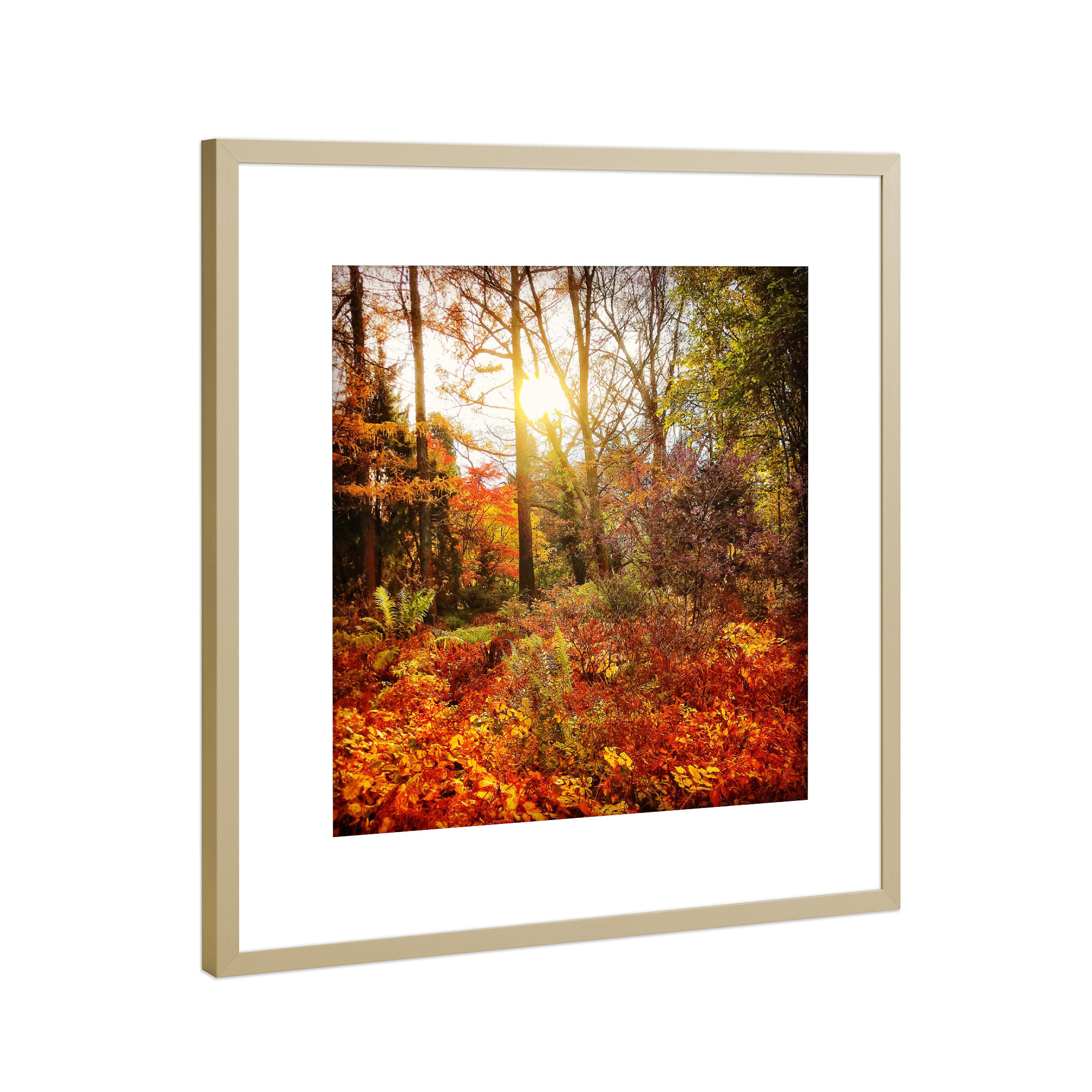 Poster mit Rahmen Gold "Sunday Walk" artboxONE - Natur - Herbst,Autumn,Natur,Wald,Forest,Nature,Landschaft,Landscape,Sonne,Licht,Sun,Light