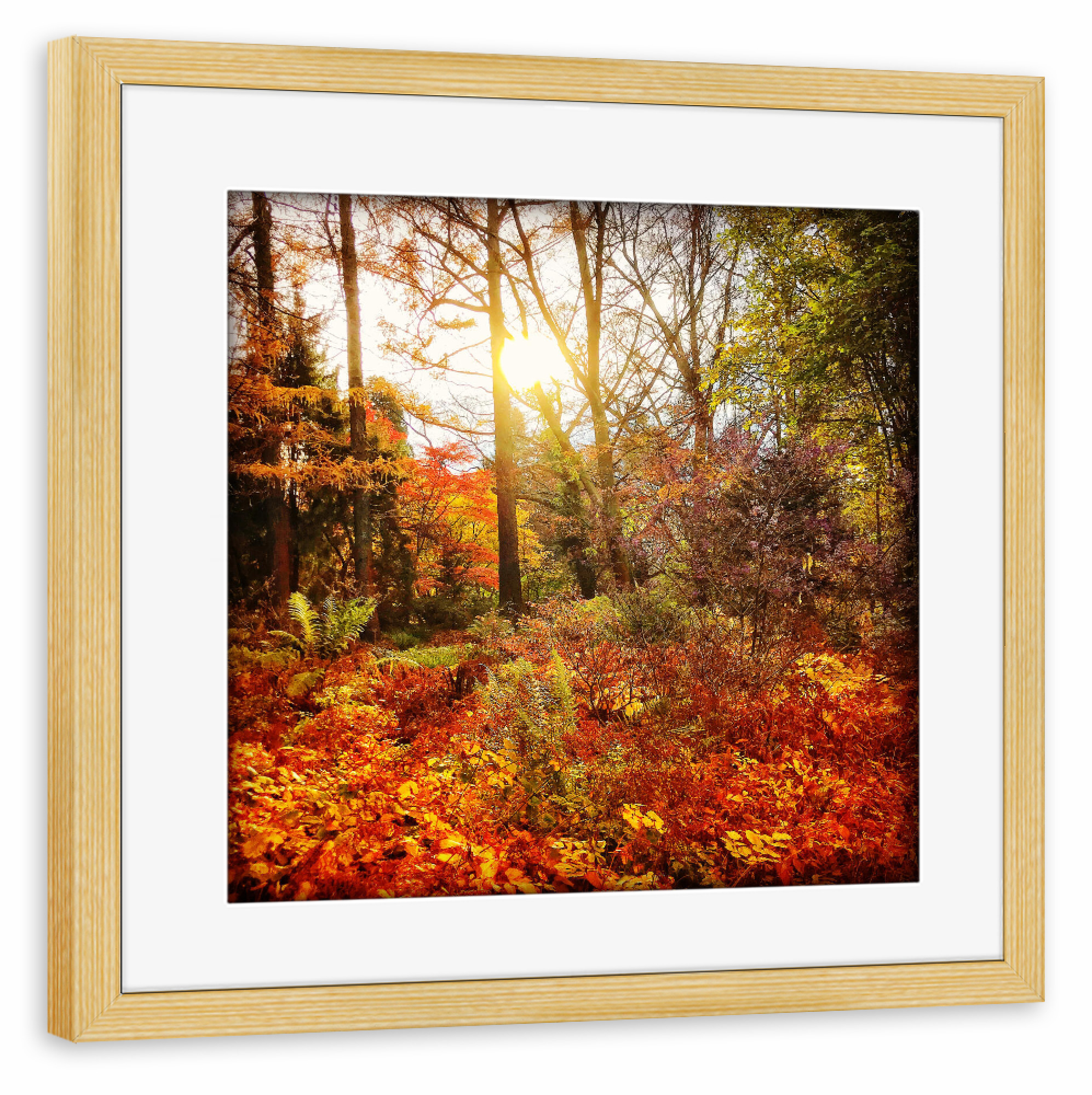 Poster mit Rahmen kiefer "Sunday Walk" artboxONE - Natur - Herbst,Autumn,Natur,Wald,Forest,Nature,Landschaft,Landscape,Sonne,Licht,Sun,Light