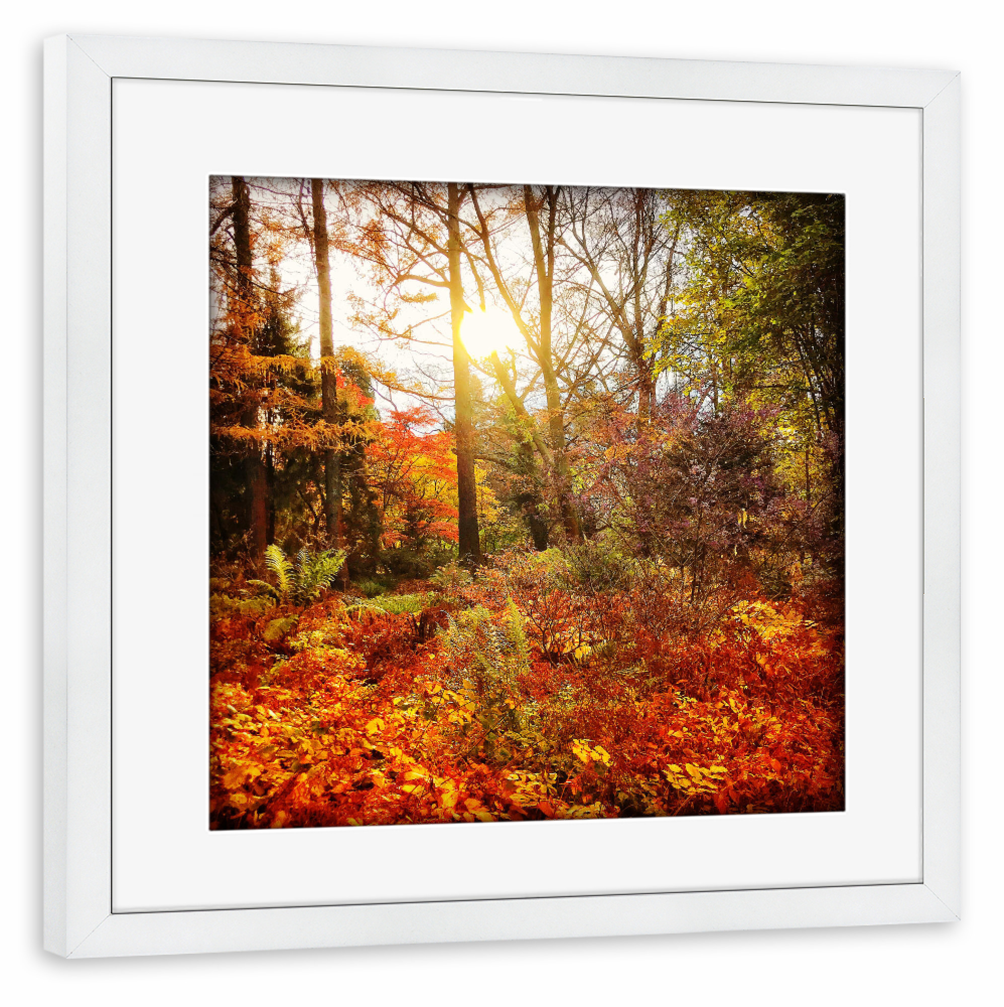 Poster mit Rahmen weiß "Sunday Walk" artboxONE - Natur - Herbst,Autumn,Natur,Wald,Forest,Nature,Landschaft,Landscape,Sonne,Licht,Sun,Light