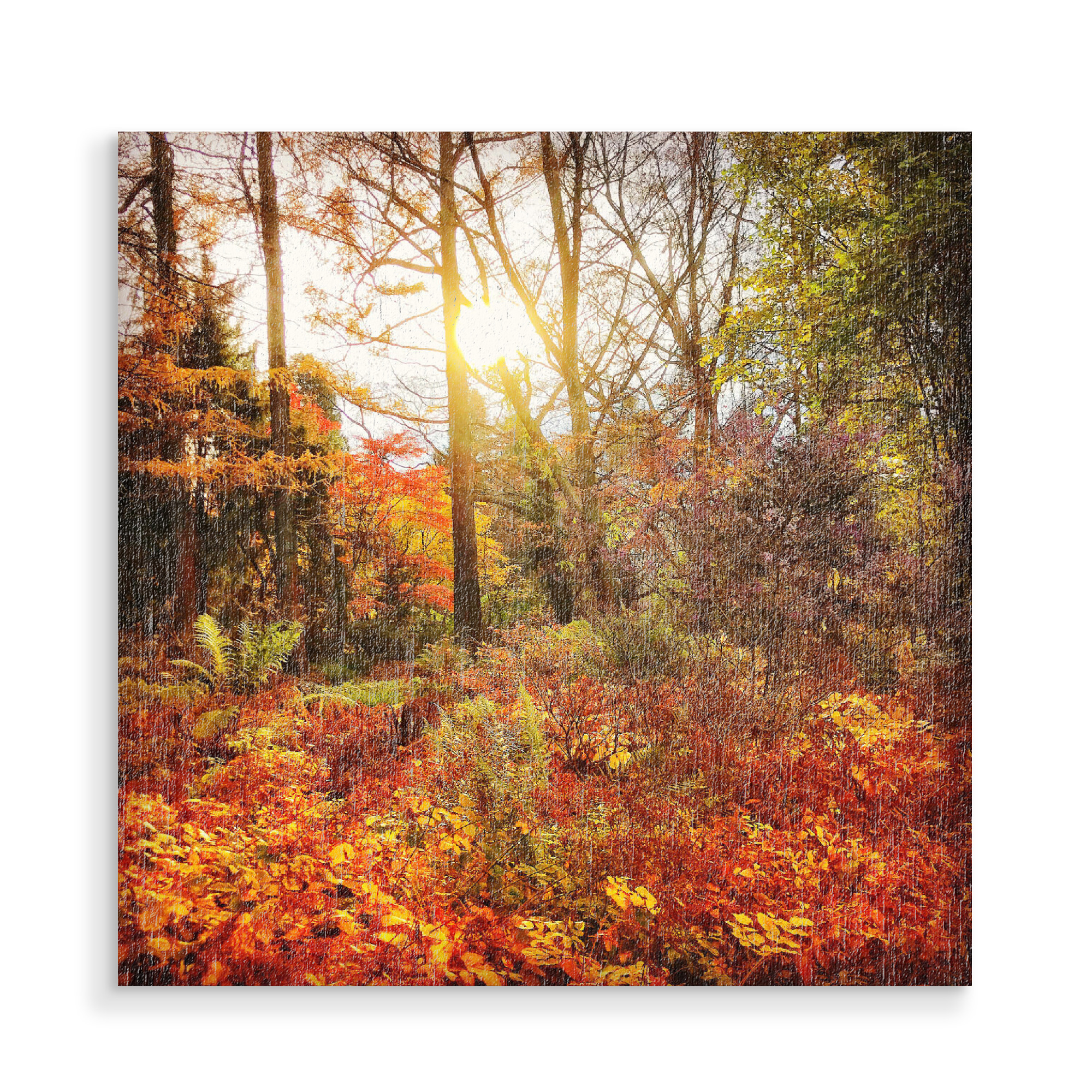 Holzbild "Sunday Walk" artboxONE - Natur - Herbst,Autumn,Natur,Wald,Forest,Nature,Landschaft,Landscape,Sonne,Licht,Sun,Light