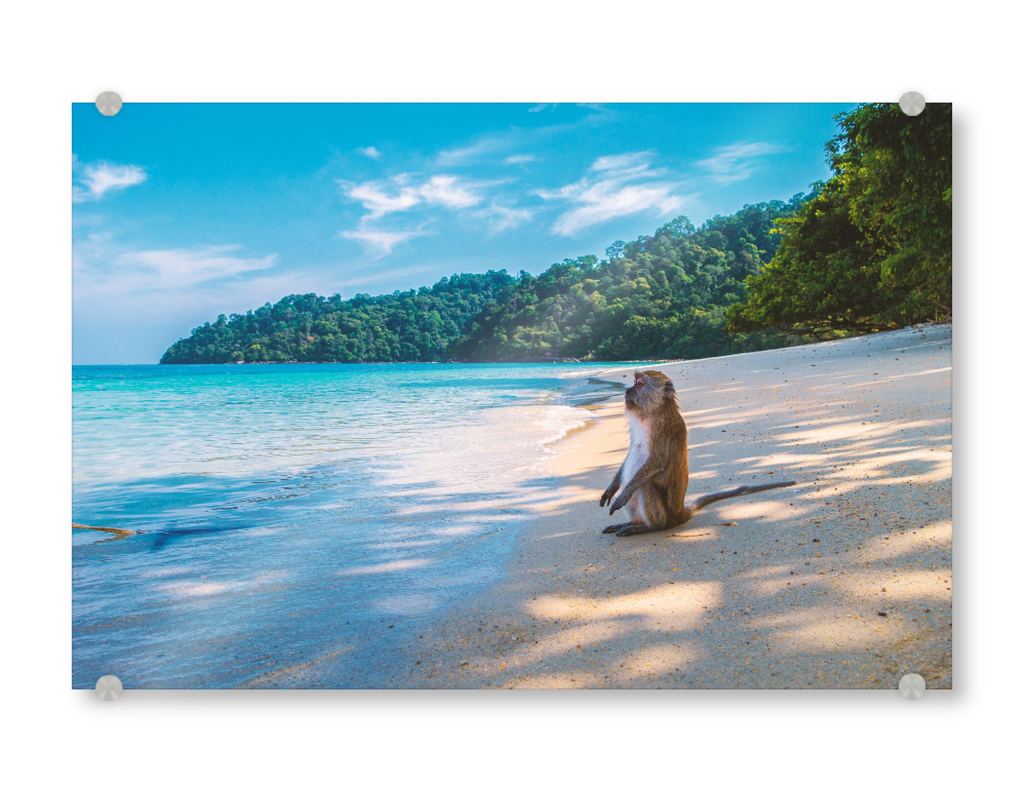 Acrylglasbild "Affe genießt den Strand" artboxONE - Natur,Reise,Tiere,Reise / Strand und Meer