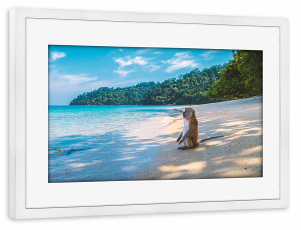 Poster mit Rahmen weiß "Affe genießt den Strand" artboxONE - Natur,Reise,Tiere,Reise / Strand und Meer