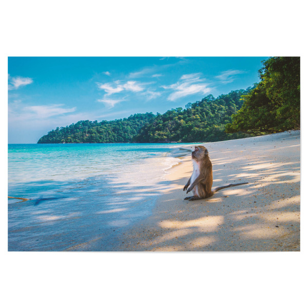 Poster 30x20 cm "Affe genießt den Strand" artboxONE - Natur,Reise,Tiere,Reise / Strand und Meer