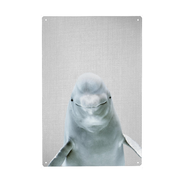 Metall Poster "Beluga Whale - Colorful" artboxONE - Natur,Für Kinder,Tiere