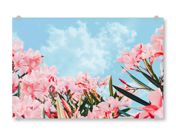 Acrylglasbild "Blush Blossom-II" artboxONE - Natur,Floral