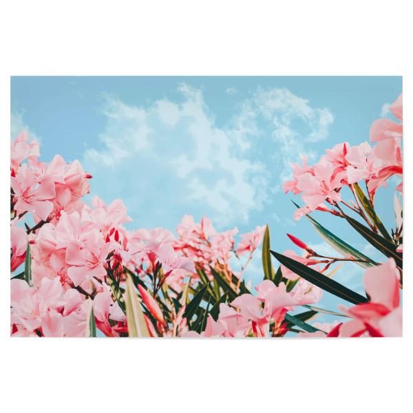 Poster "Blush Blossom-II" artboxONE - Natur,Floral