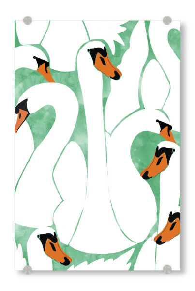 Acrylglasbild "White Calm Was Born Into A Swan" artboxONE - Natur,Tiere
