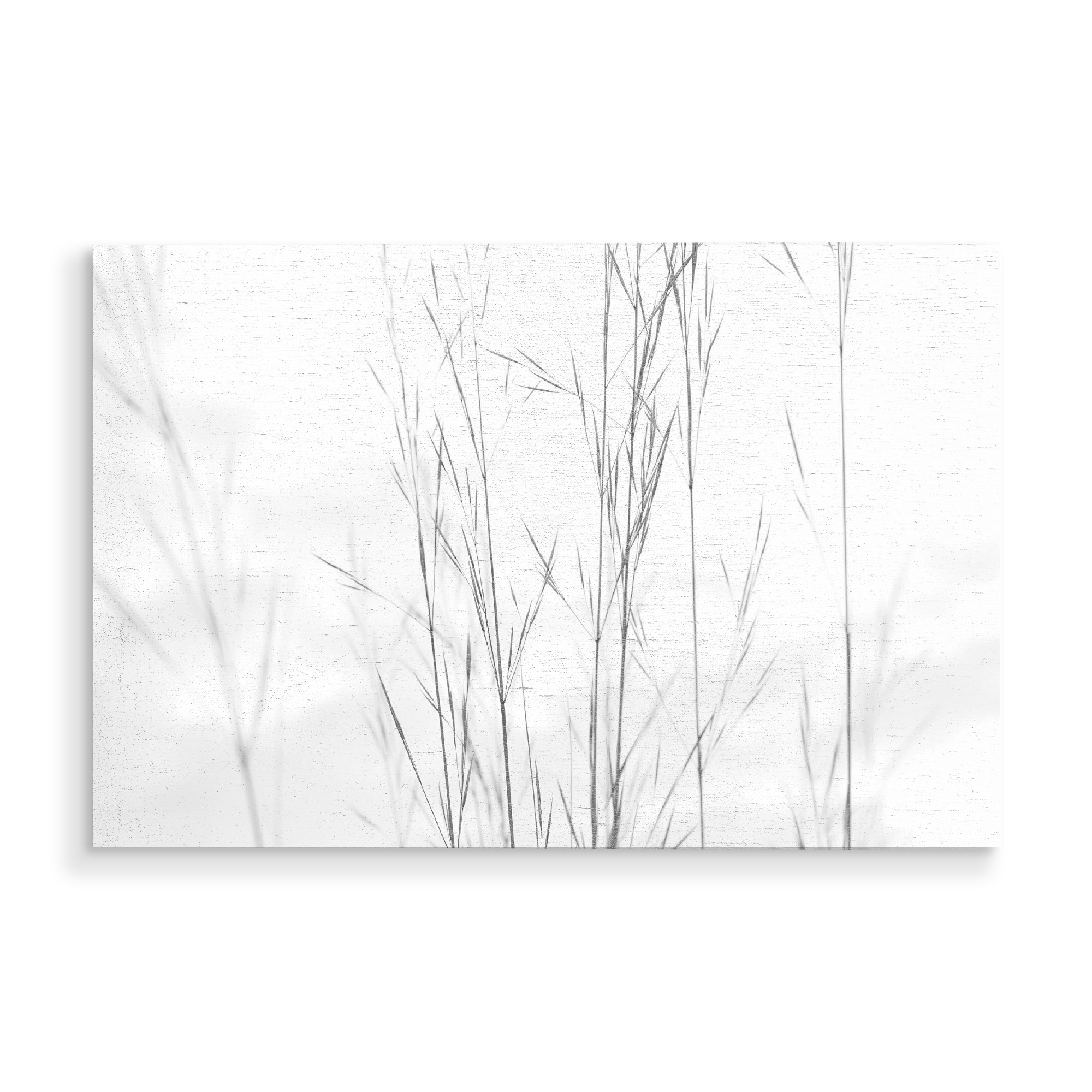 Holzbild "Autumn Spirit" artboxONE - Natur,Floral - Gräser,Schwarzweiss,Blackandwhite,Minimal,Plant,Natur,Boho,Nature,Minimalistisch