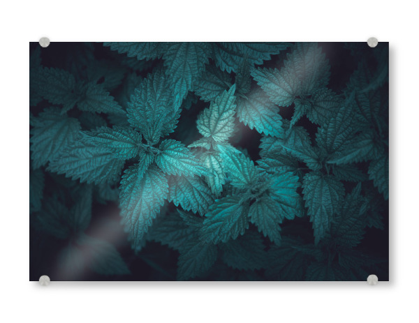 Acrylglasbild "Brennnessel" artboxONE - Natur,Floral - Brennnessel,Naturfoto,Pflanze,Urtica,Moody,Dunkel,Blätter,Gloomy,Plant,Natur,Nature