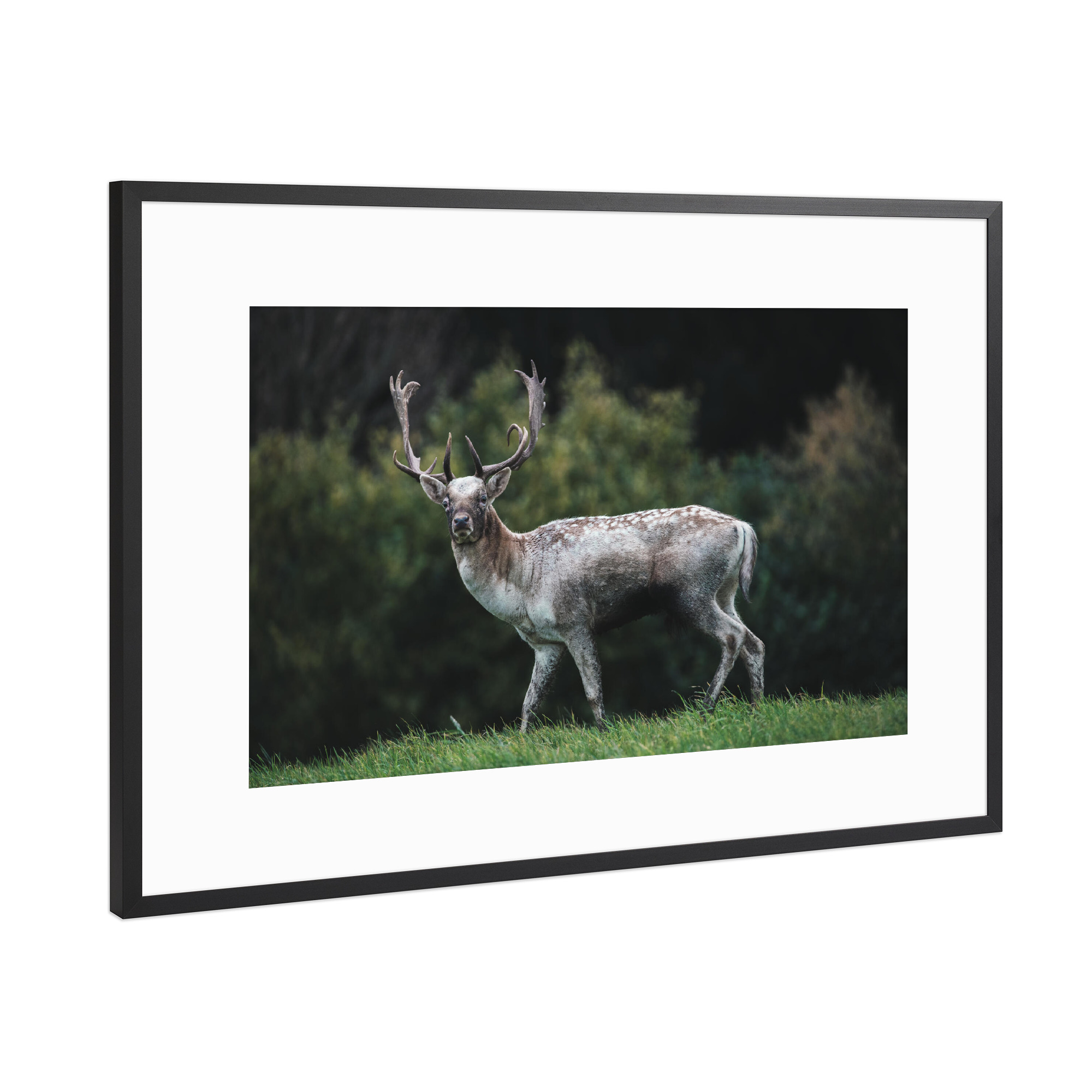 Poster mit Rahmen Schwarz (Metallic) "Deer Love" artboxONE - Natur,Tiere - Wildlife,Wildtiere,Hirsch,Wald,Allgäu,Bayern,Natur,Nature,Deer,Reh