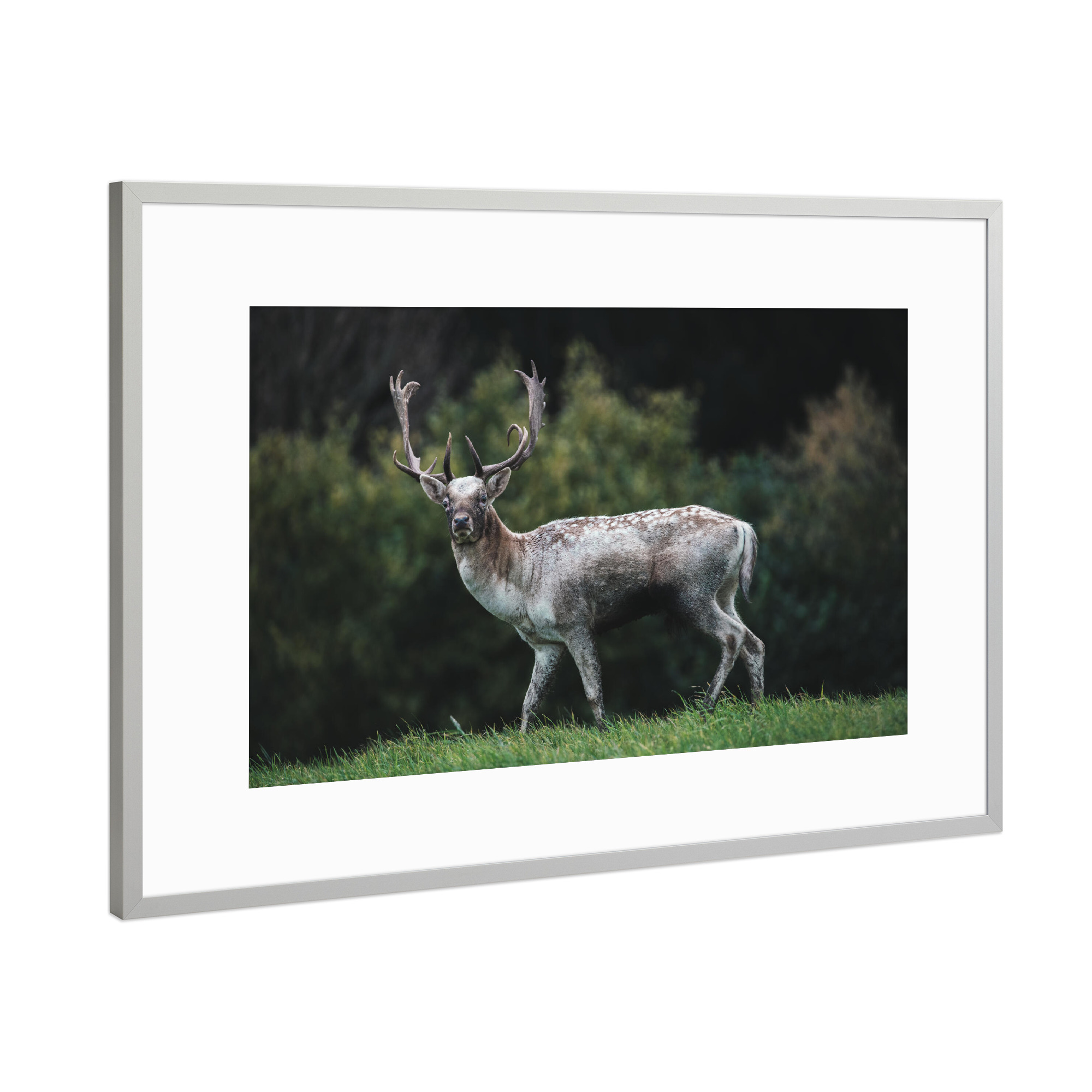 Poster mit Rahmen Silber "Deer Love" artboxONE - Natur,Tiere - Wildlife,Wildtiere,Hirsch,Wald,Allgäu,Bayern,Natur,Nature,Deer,Reh