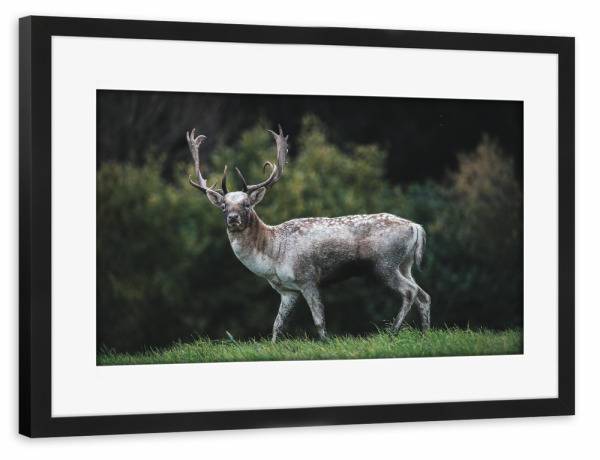 Poster mit Rahmen schwarz "Deer Love" artboxONE - Natur,Tiere - Wildlife,Wildtiere,Hirsch,Wald,Allgäu,Bayern,Natur,Nature,Deer,Reh