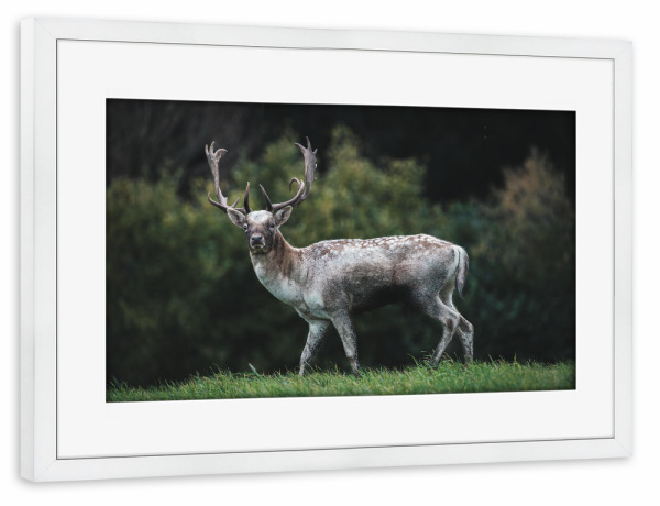 Poster mit Rahmen weiß "Deer Love" artboxONE - Natur,Tiere - Wildlife,Wildtiere,Hirsch,Wald,Allgäu,Bayern,Natur,Nature,Deer,Reh