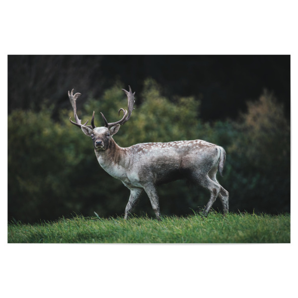Poster "Deer Love" artboxONE - Natur,Tiere - Wildlife,Wildtiere,Hirsch,Wald,Allgäu,Bayern,Natur,Nature,Deer,Reh