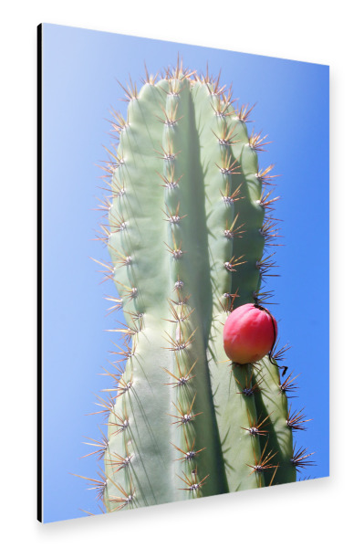 Alu-Dibond "Grüner Kaktus roter Punkt" 30x20 cm artboxONE