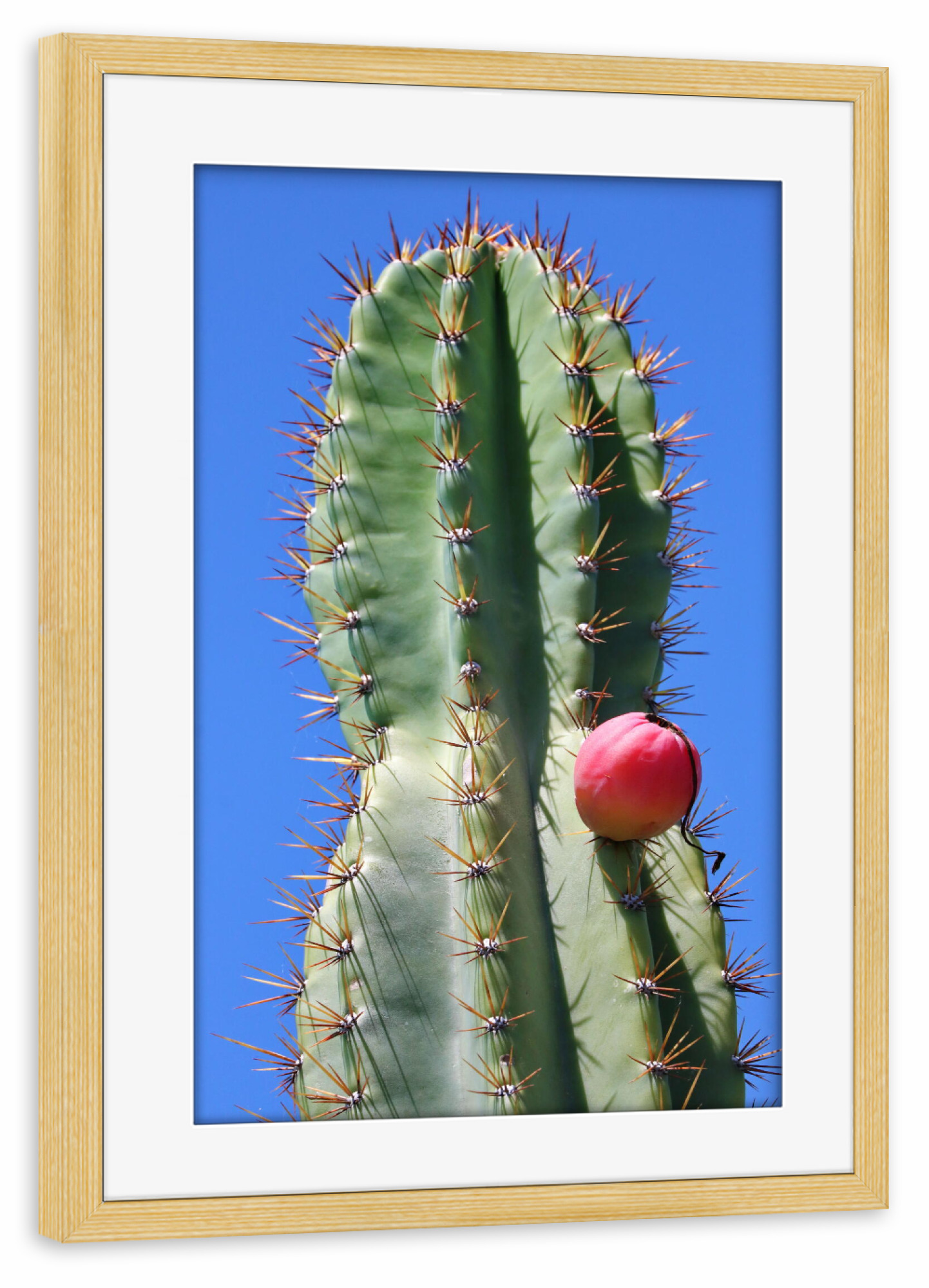 Poster mit Rahmen kiefer "Grüner Kaktus roter Punkt" artboxONE - Natur,Floral,Reise / Afrika