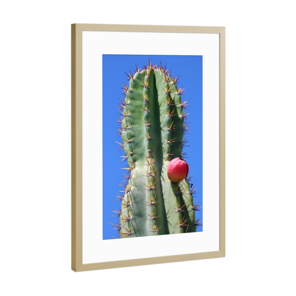 Poster mit Rahmen Gold "Grüner Kaktus roter Punkt" artboxONE - Natur,Floral,Reise / Afrika