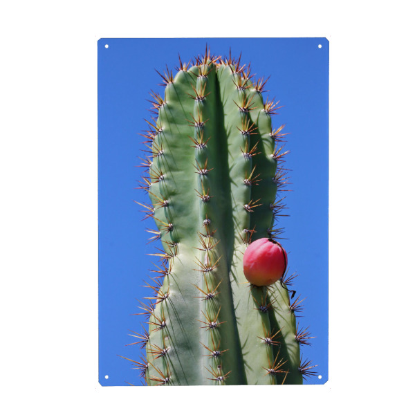 Holzbild "Grüner Kaktus roter Punkt" artboxONE - Natur,Floral,Reise / Afrika