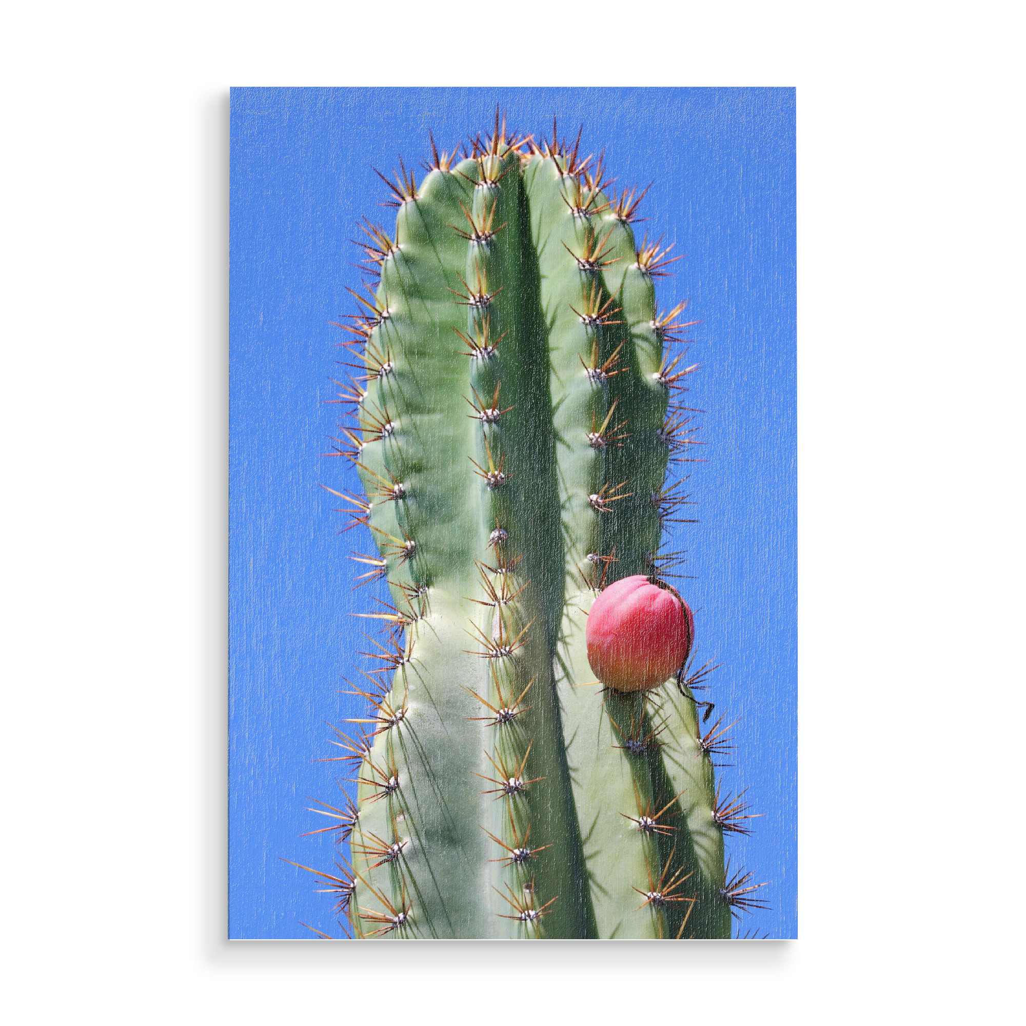 Holzbild "Grüner Kaktus roter Punkt" artboxONE - Natur,Floral,Reise / Afrika