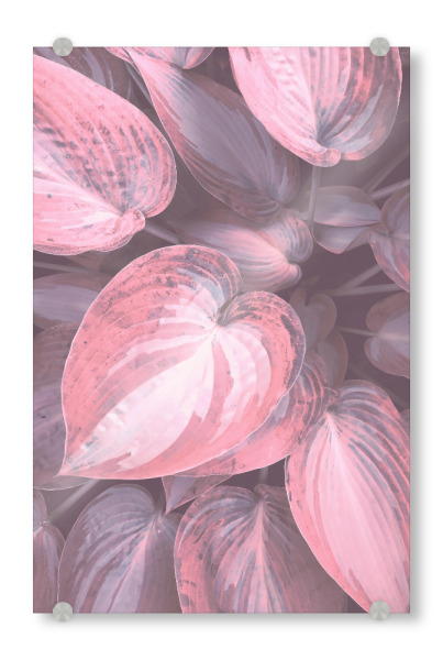 Acrylglasbild "Pink Leaves" artboxONE - Natur,Abstrakt