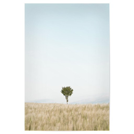 Einzelner Baum im Feld