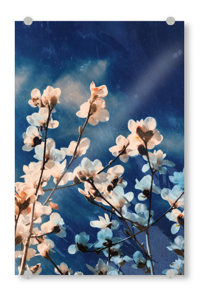 Acrylglasbild "Magnolia tree blossom" artboxONE - Natur,Floral