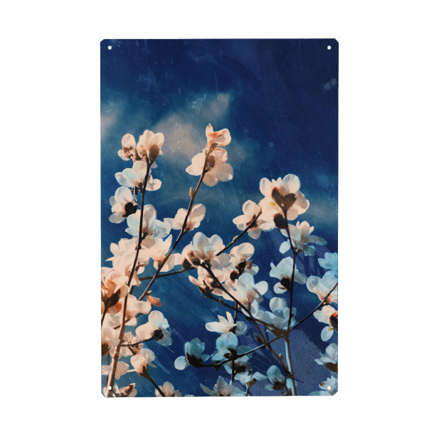 Metall Poster "Magnolia tree blossom" artboxONE - Natur,Floral