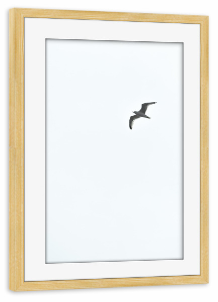 Poster mit Rahmen kiefer "Möwe an der Ostsee" artboxONE - Natur,Reise,Tiere