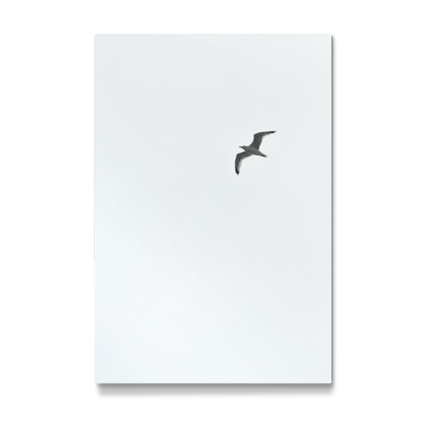 Galerie-Print "Möwe an der Ostsee" 30x20 cm artboxONE