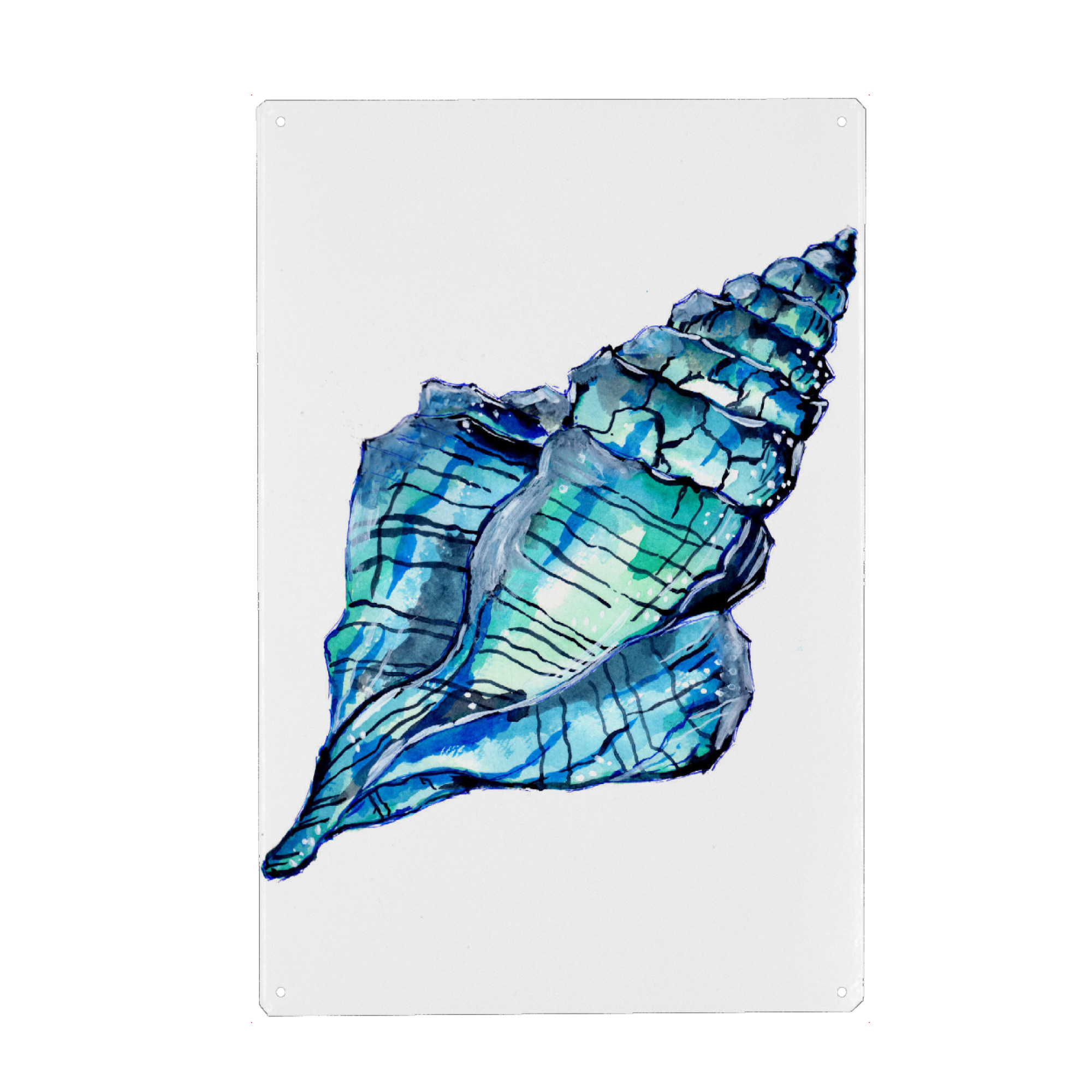 Metall Poster "Blue Conch Seashell" artboxONE - Tiere,Unterwasser