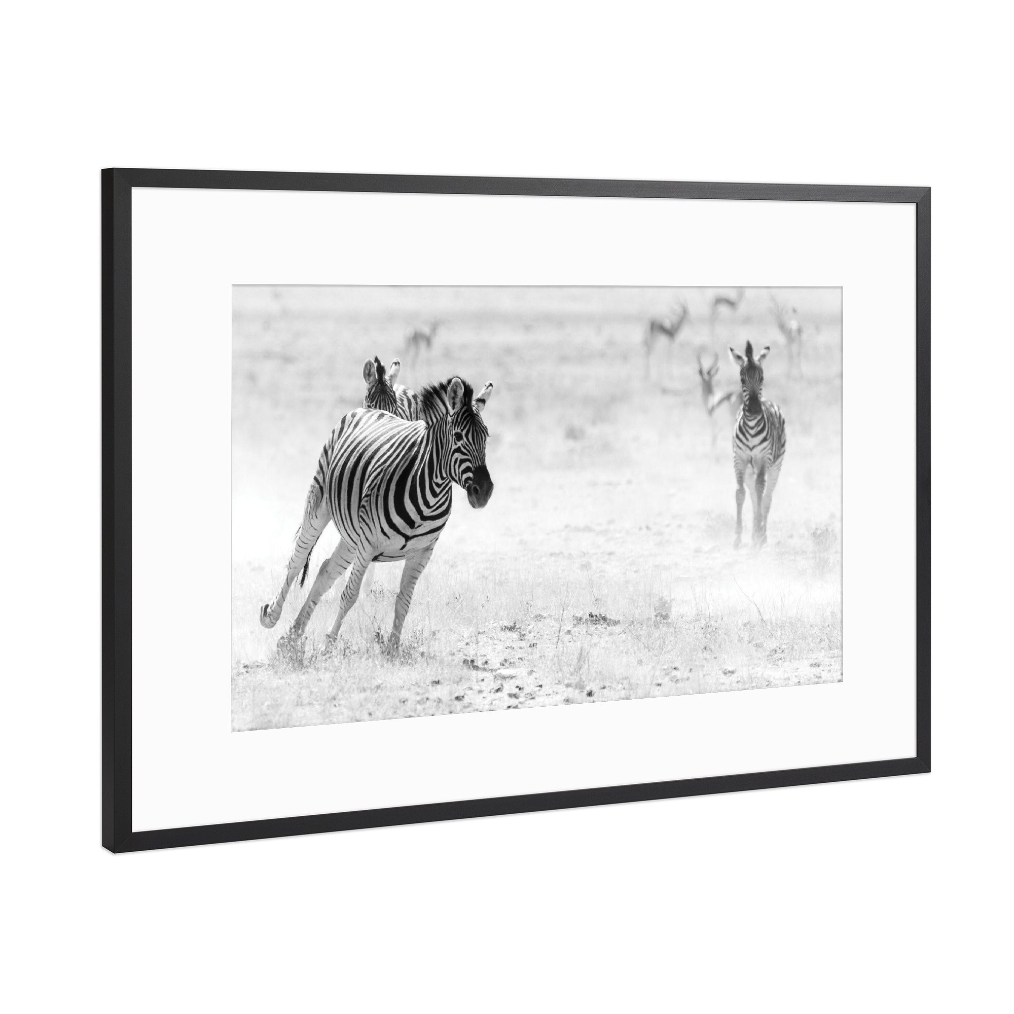 Poster mit Rahmen Schwarz (Metallic) "Wildes Zebra" artboxONE - Natur,Tiere