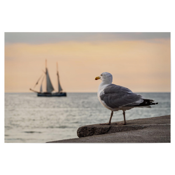 Poster 30x20 cm "Segelschiff und Möwe" artboxONE - Tiere,Reise / Strand und Meer