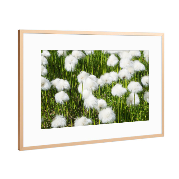 Poster mit Rahmen Kupfer "Wollgras" artboxONE - Natur,Floral