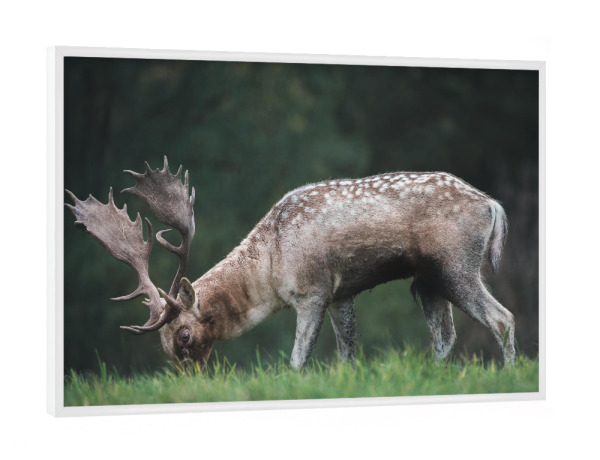 Poster mit weißem Rahmen "Fresh green gras" artboxONE - Natur,Tiere