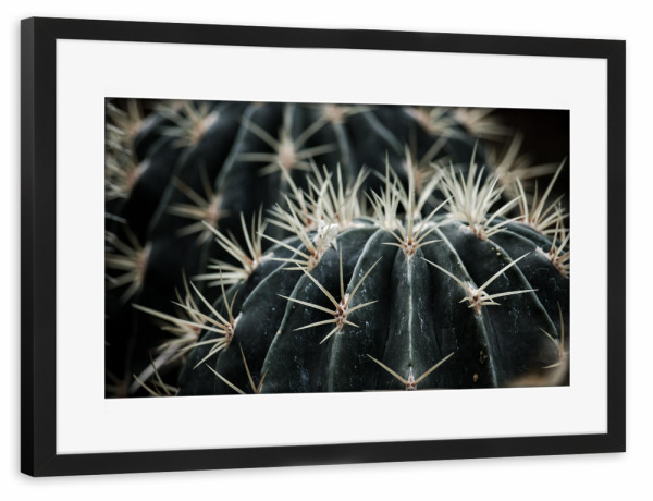 Poster mit Rahmen schwarz "Dark Moody Cactus" artboxONE - Natur,Reise,Floral