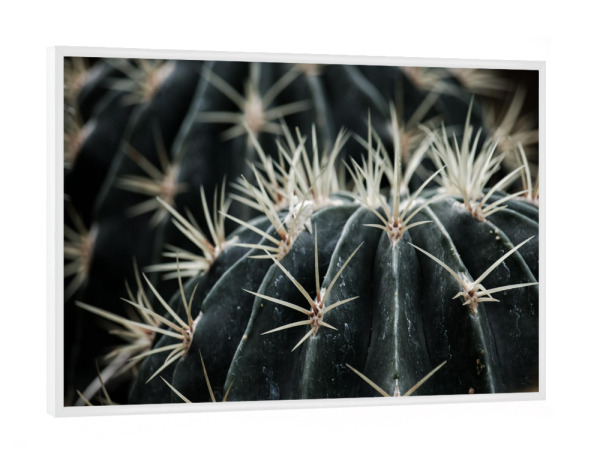 Poster mit weißem Rahmen "Dark Moody Cactus" artboxONE - Natur,Reise,Floral